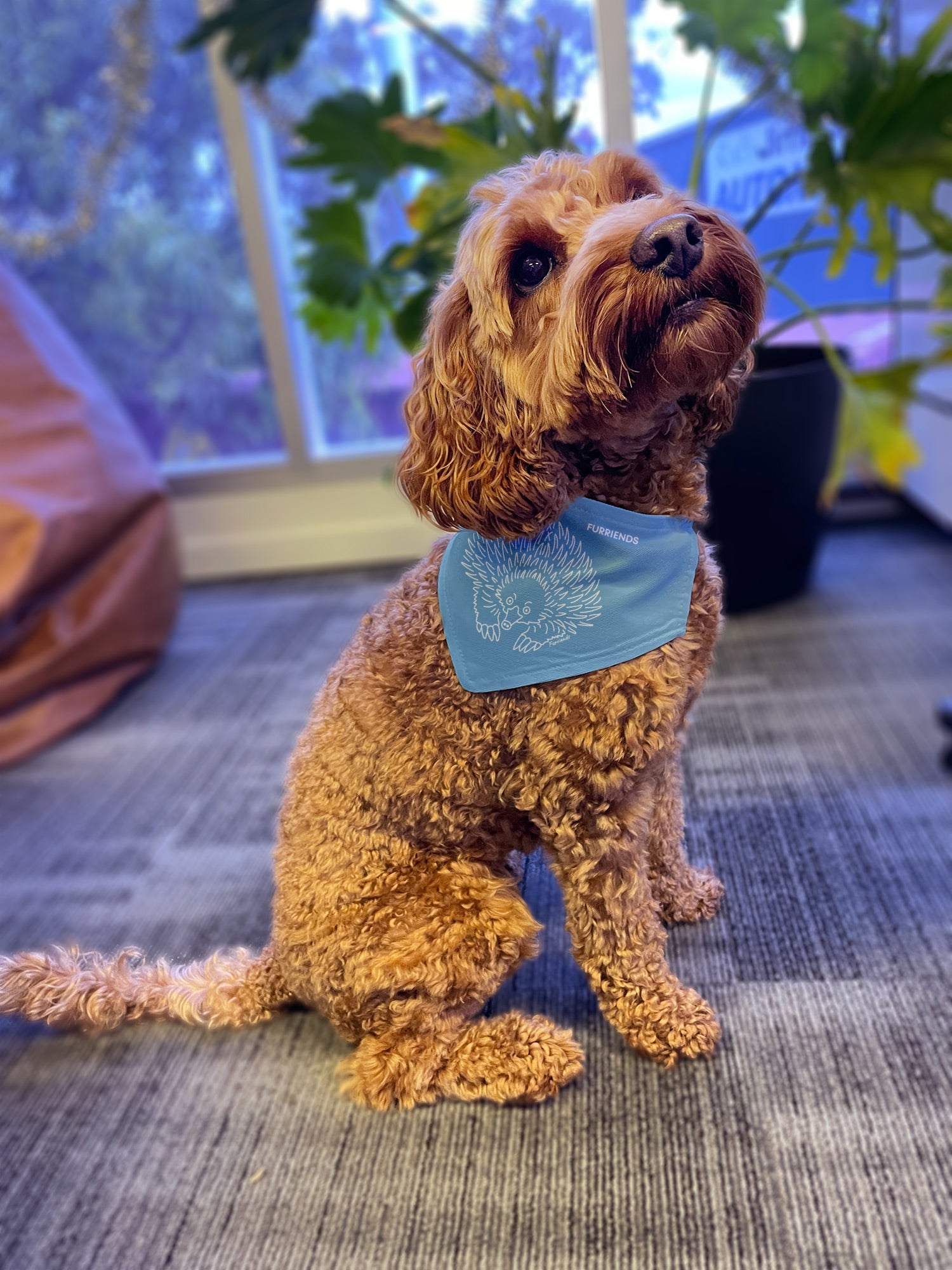 Echidna Reversible Dog Bandana With Collar