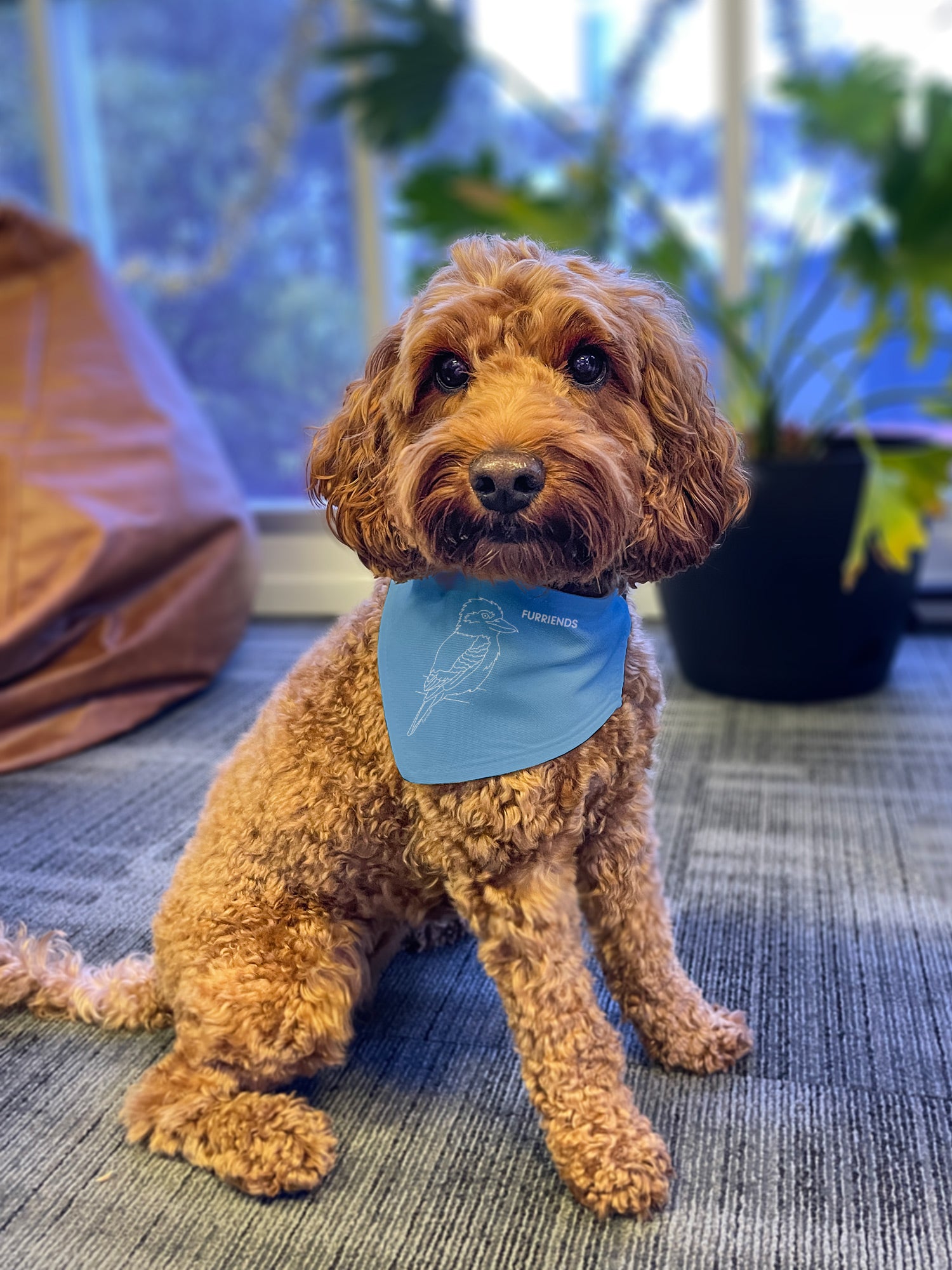 Kookaburra Reversible Dog Bandana With Collar