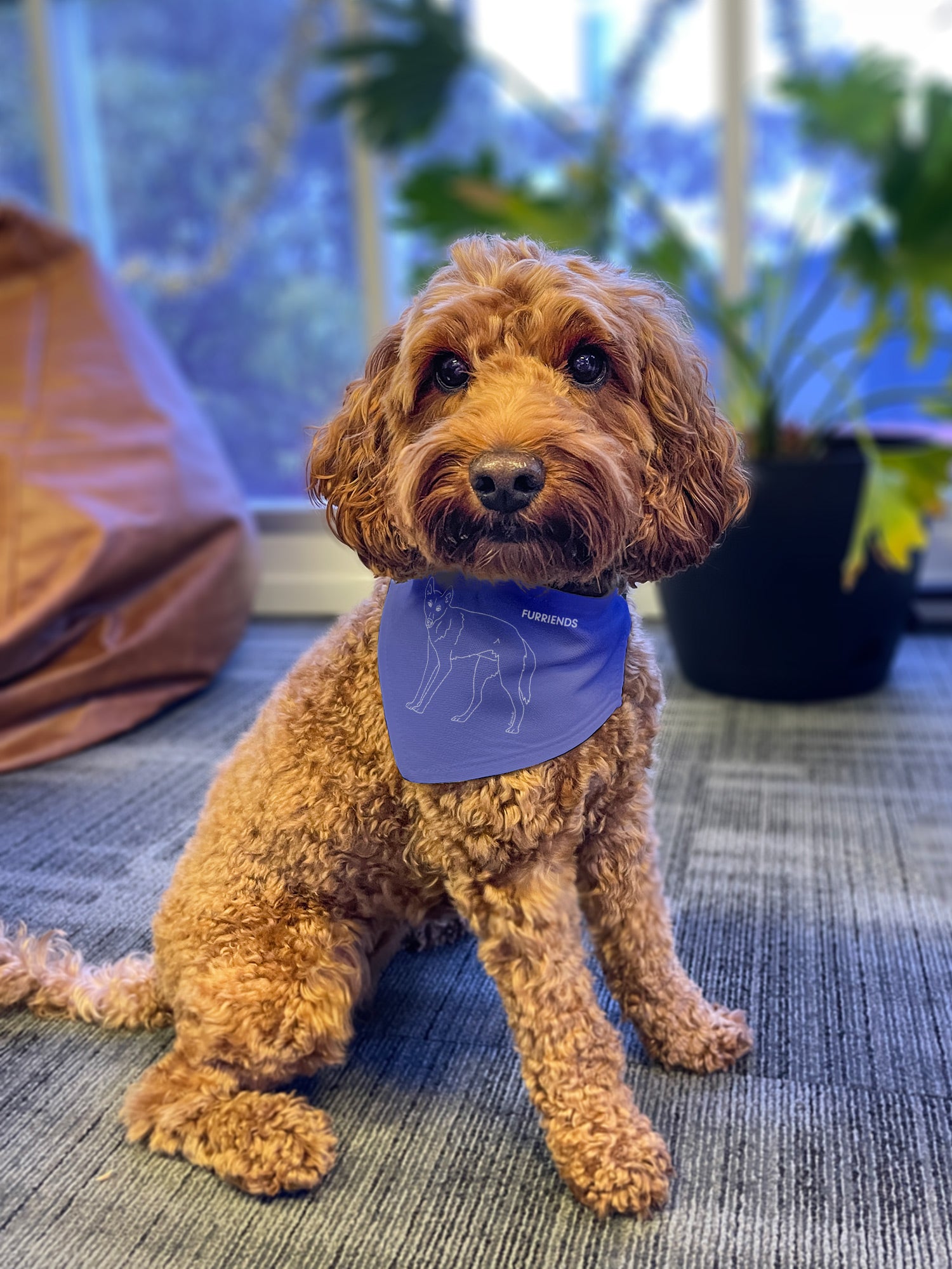 Dingo Reversible Dog Bandana With Collar