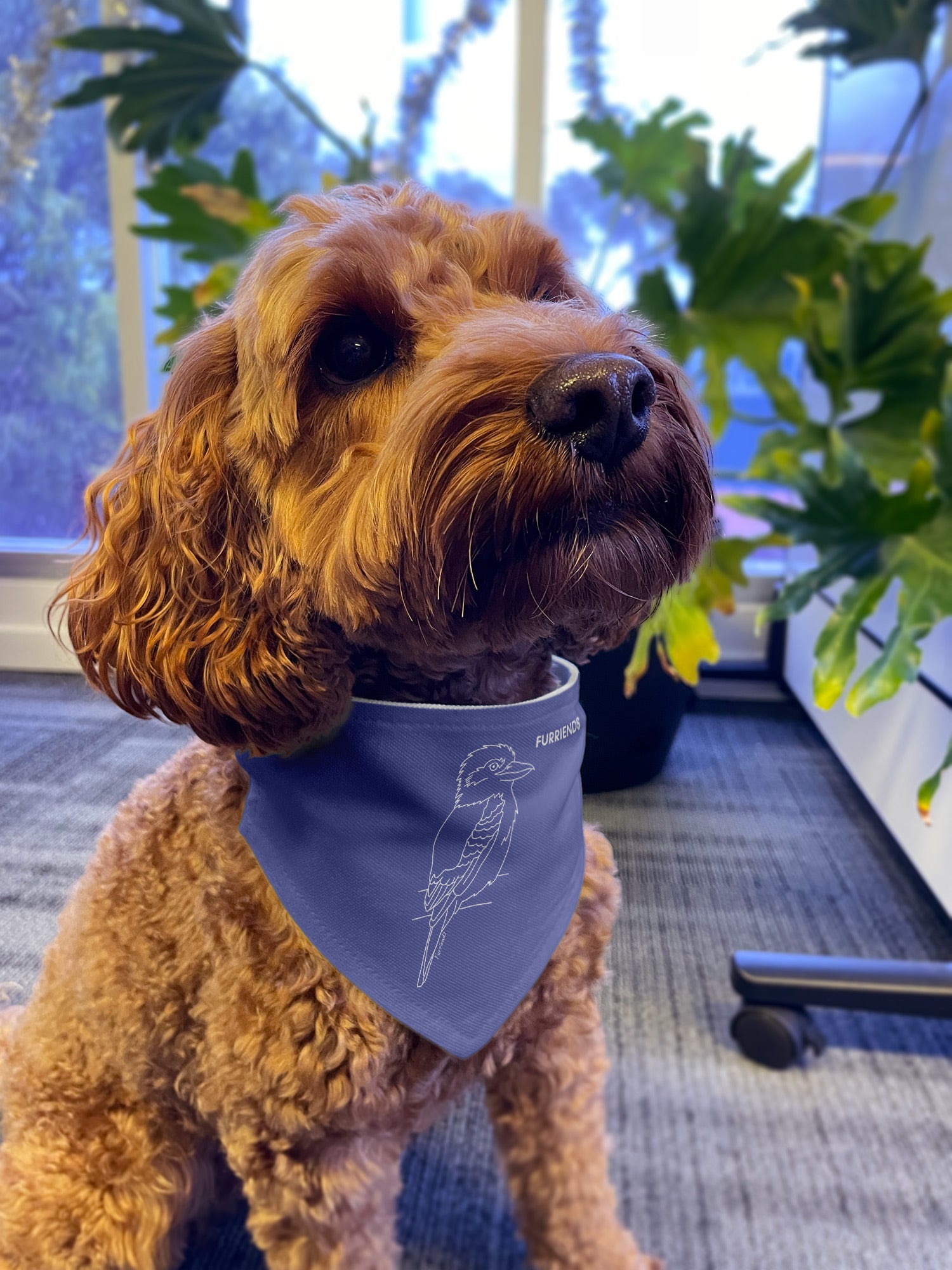 Kookaburra Reversible Dog Bandana With Collar