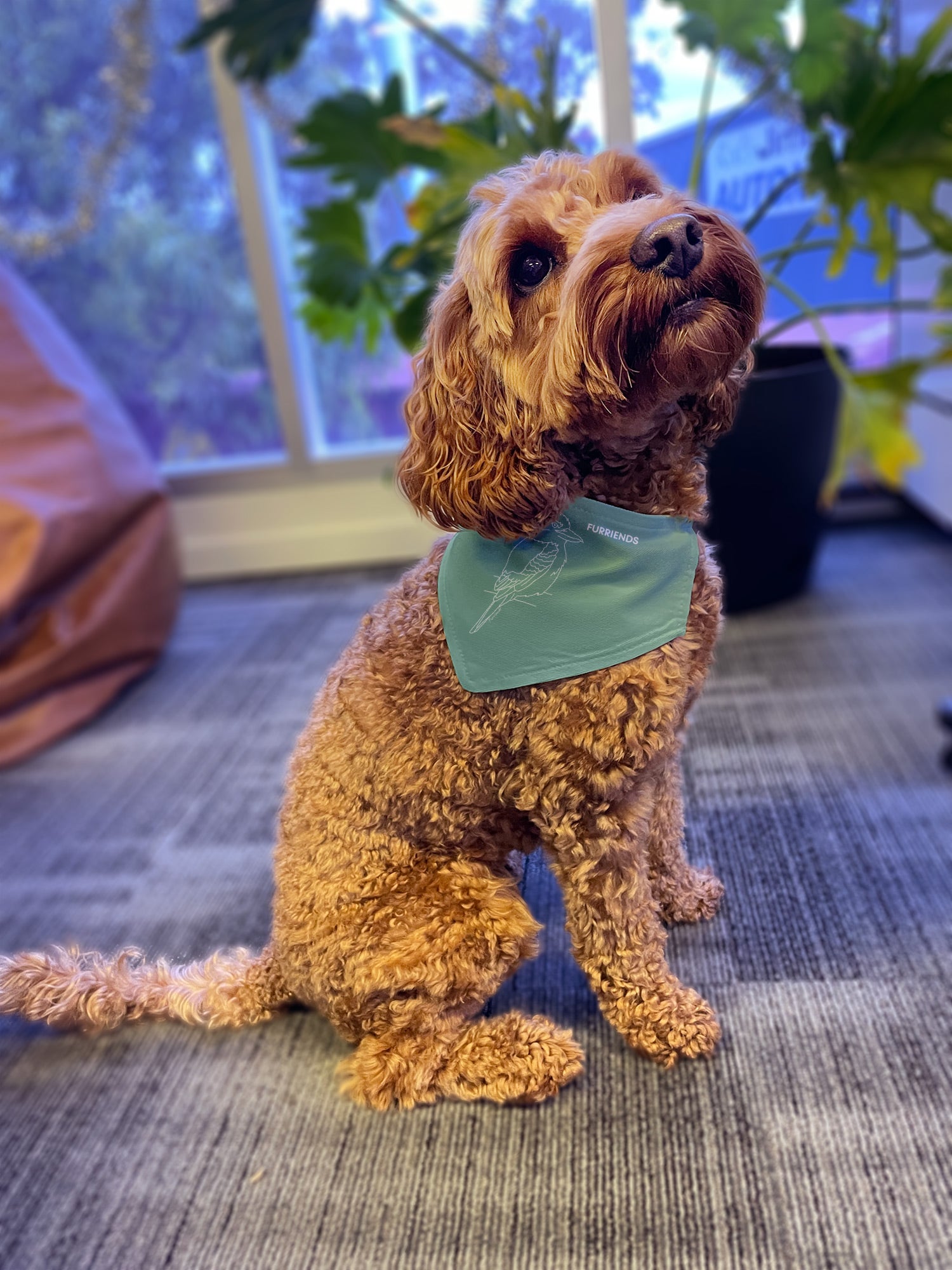 Kookaburra Reversible Dog Bandana With Collar