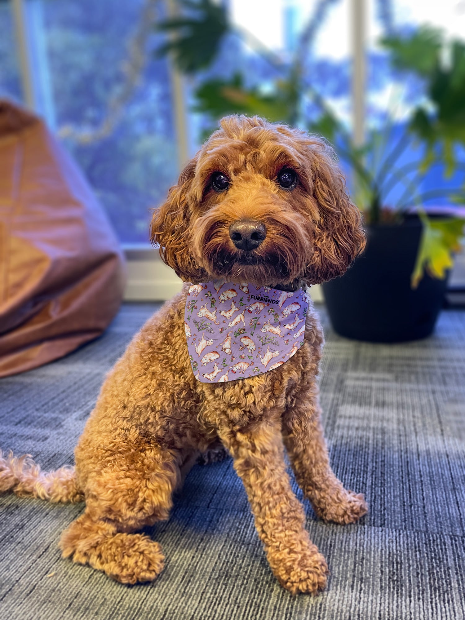 Life of Bruce Reversible & Customisable Dog Bandana With Collar