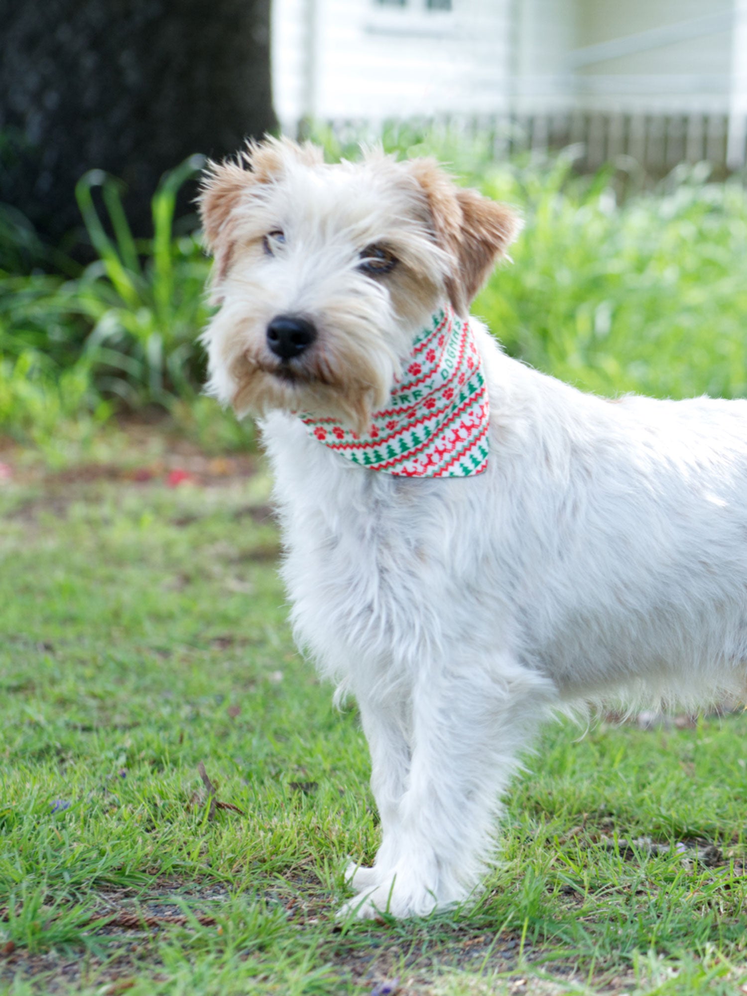 Merry Dogmas Reversible Dog Bandana With Collar